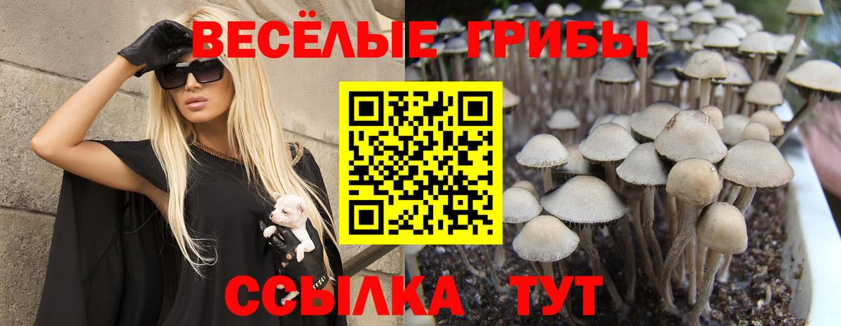 Галлюциногенные грибы Psilocybine cubensis Можайск